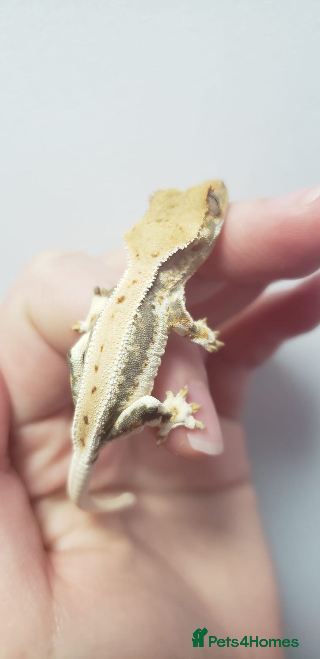 Gecko reptiles for sale: Crested Gecko Gargoyle &  Leachianus Gecko  in Wigston - Image 19