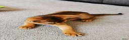 Abyssinian cats for sale: Beautiful Abyssinian Kitten ready for reservation  - Advert 9