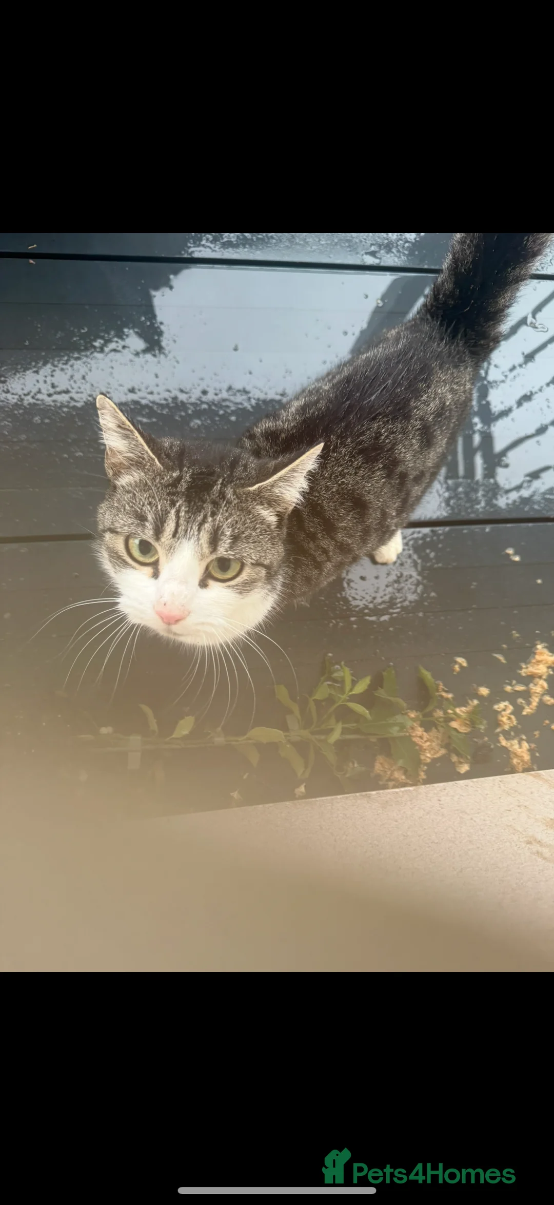 British Shorthair cats for sale: Magical kitty - Advert 4