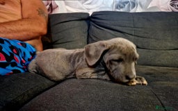 Mixed Breed dogs for sale: READY TO LEAVE NOW chunky mastiff puppies - Image 5