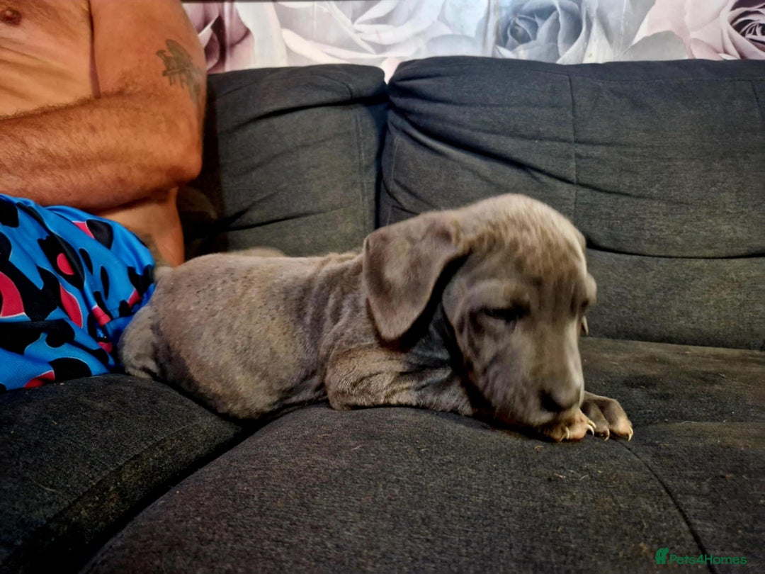 Mixed Breed dogs for sale: READY TO LEAVE NOW chunky mastiff puppies - Image 5