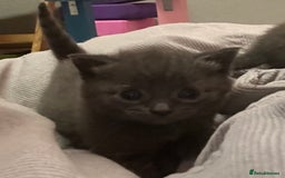 Russian Blue cats for sale: One beautiful Russian blue girl left 🩷 - Advert 17