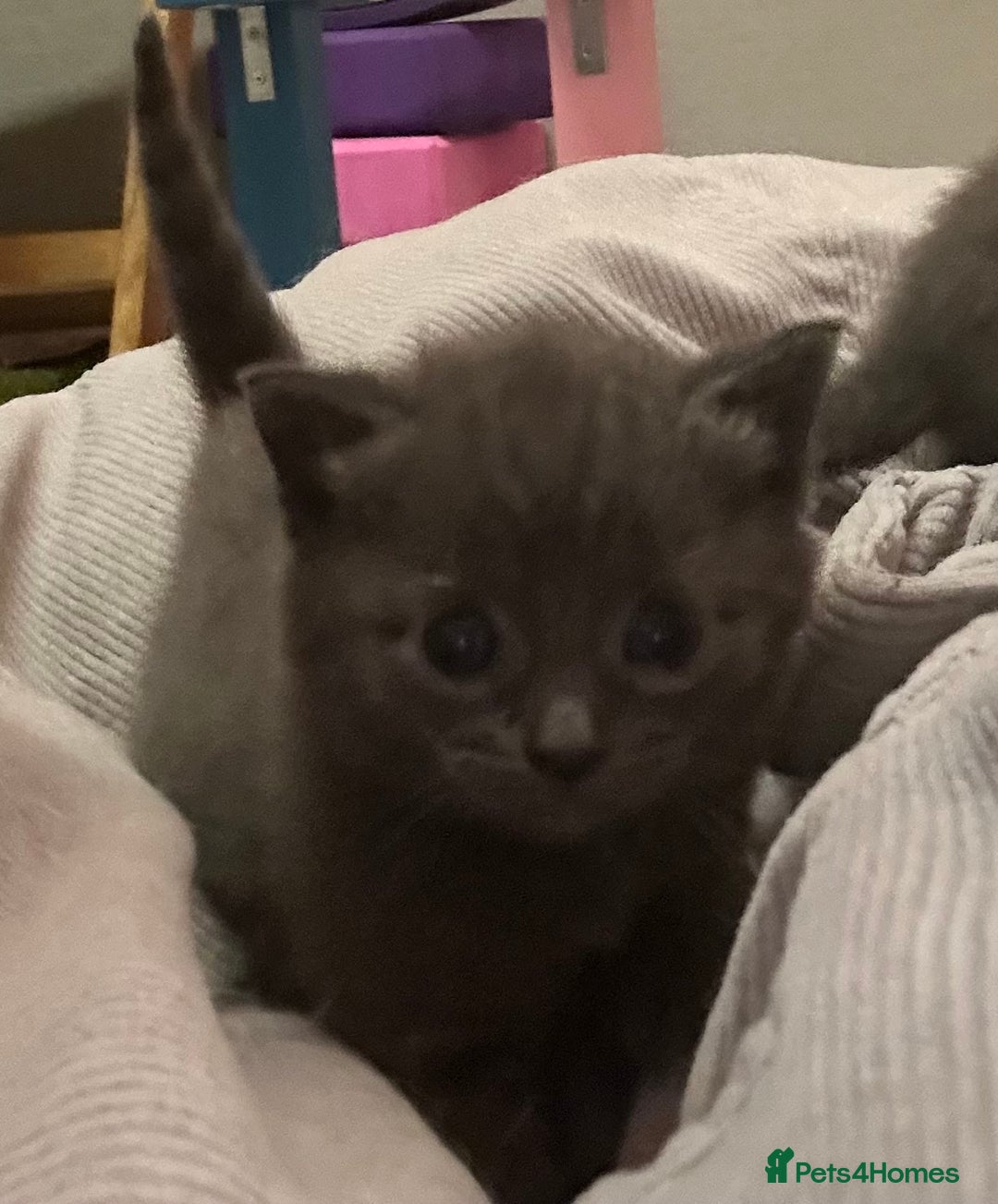 Russian Blue cats for sale: One beautiful Russian blue girl left 🩷 - Advert 17