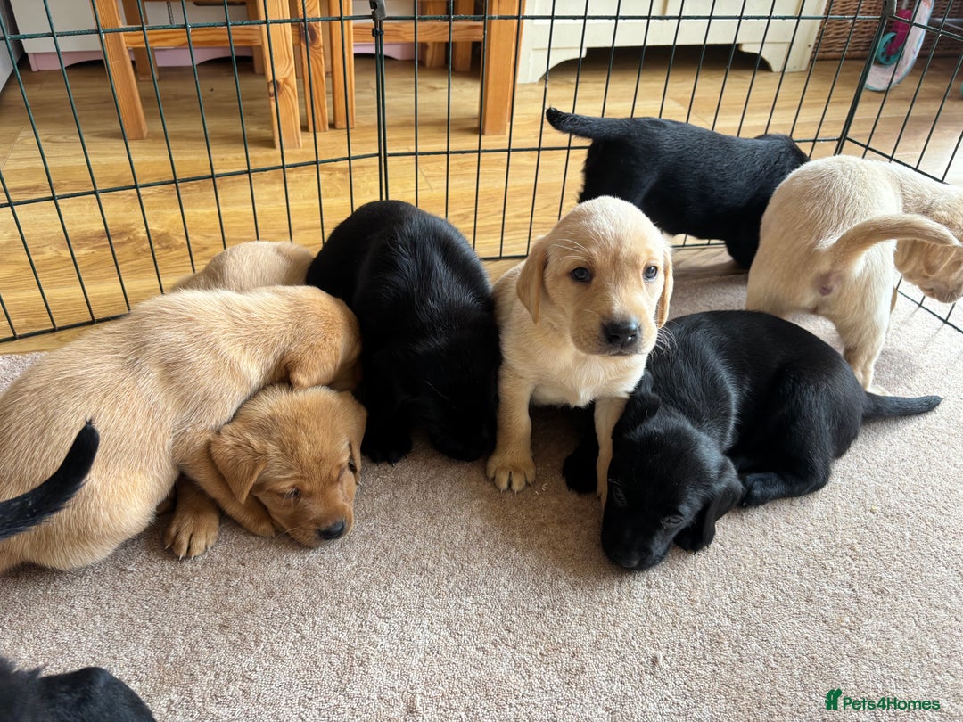 Labrador Retriever dogs for sale: Beautiful KC Registered Lab Pups  - Image 8