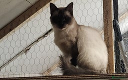 Ragdoll cats for sale: Ragdoll Queen for sale - Advert 4