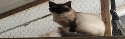 Ragdoll cats for sale: Ragdoll Queen for sale - Advert 4