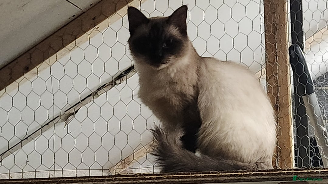Ragdoll cats for sale: Ragdoll Queen for sale - Advert 4
