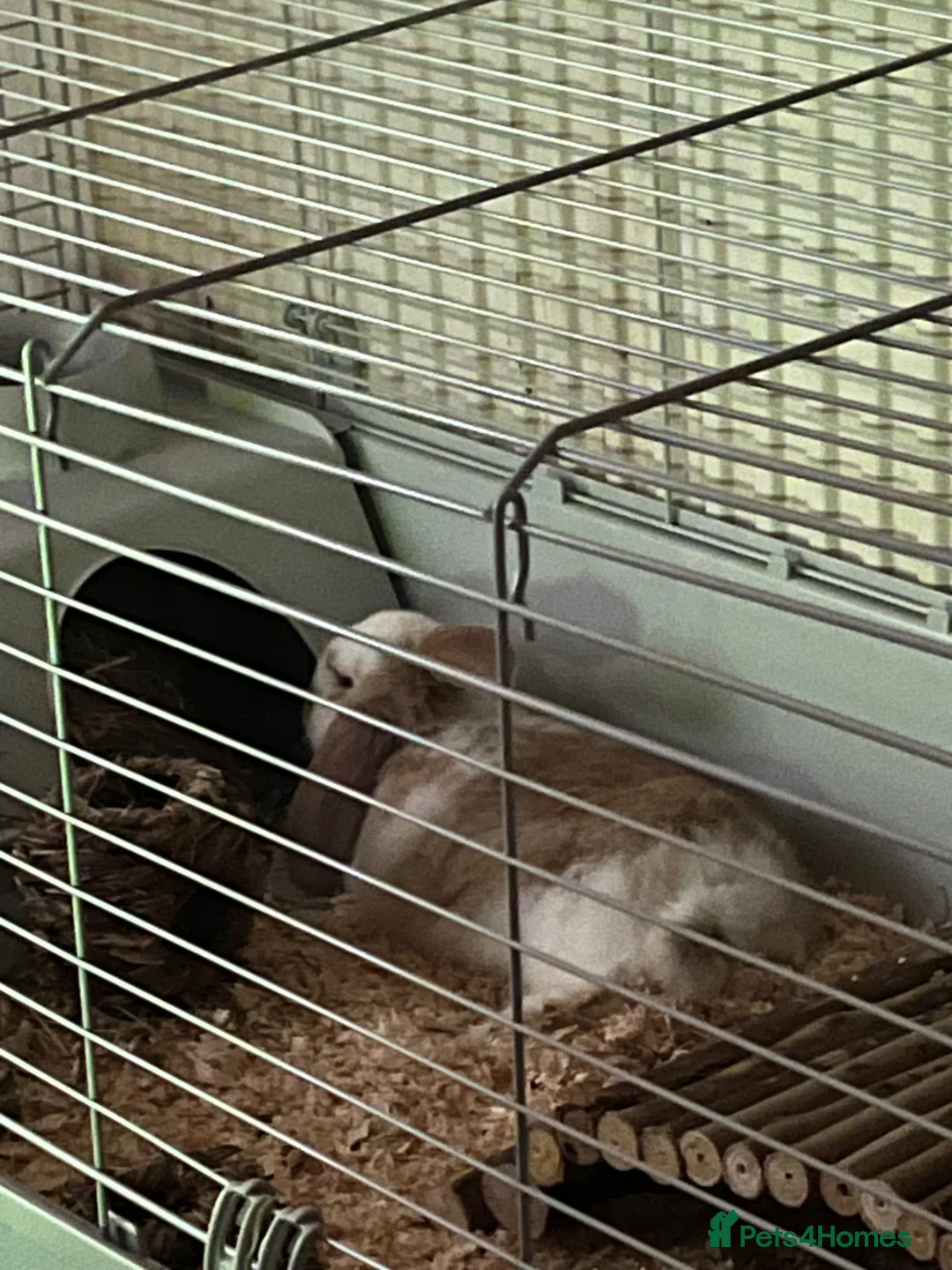 Mini Lop rabbits for sale: 2 female rabbits  in Bristol - Advert 4