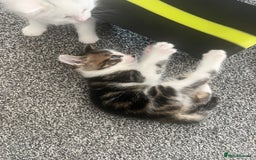 Mixed Breed cats for sale: Healthy & Playful Kittens - Image 7