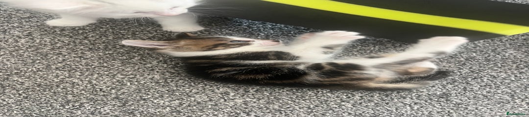 Mixed Breed Kitten 3