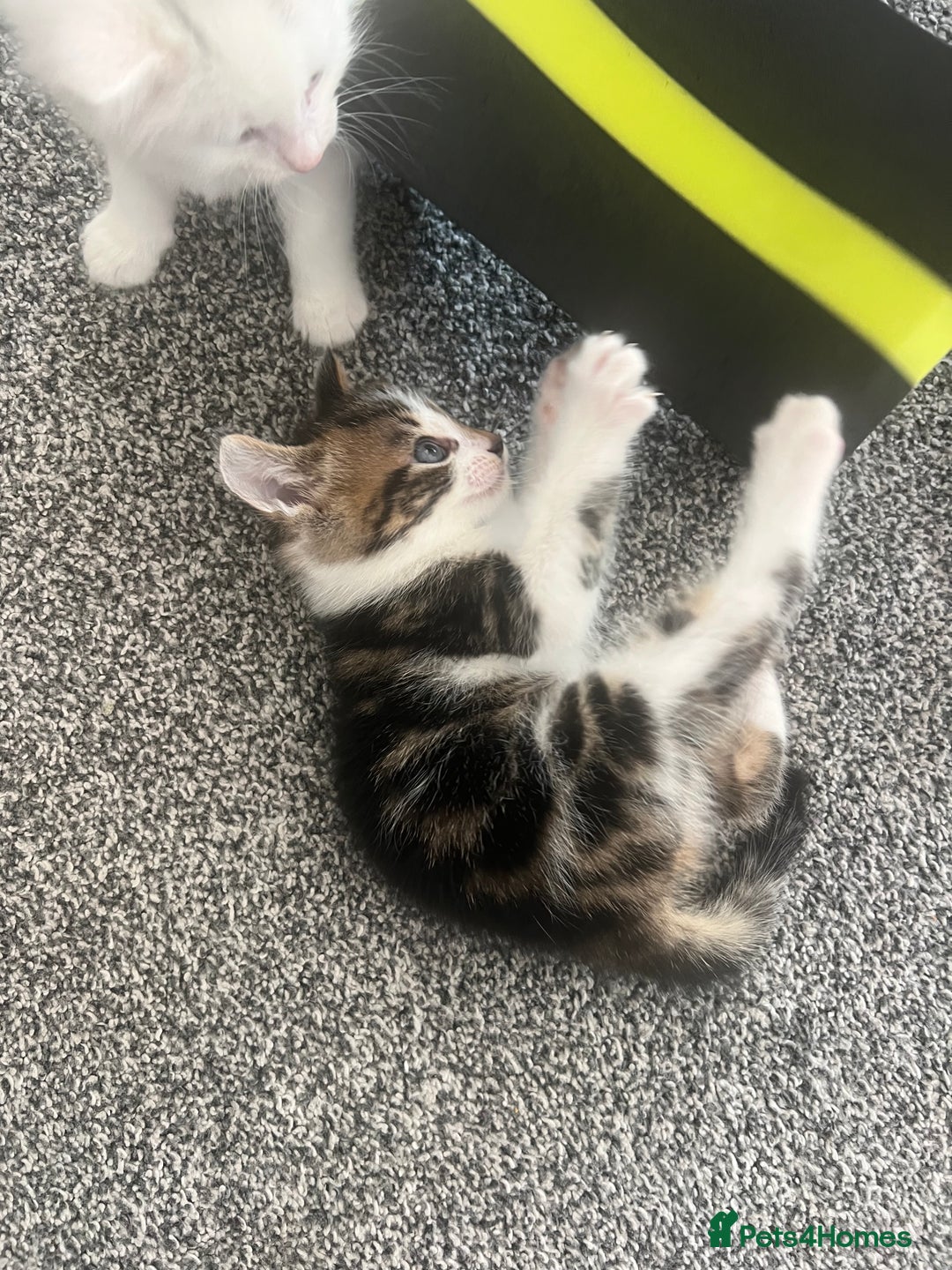 Mixed Breed cats for sale: Healthy & Playful Kittens - Image 7