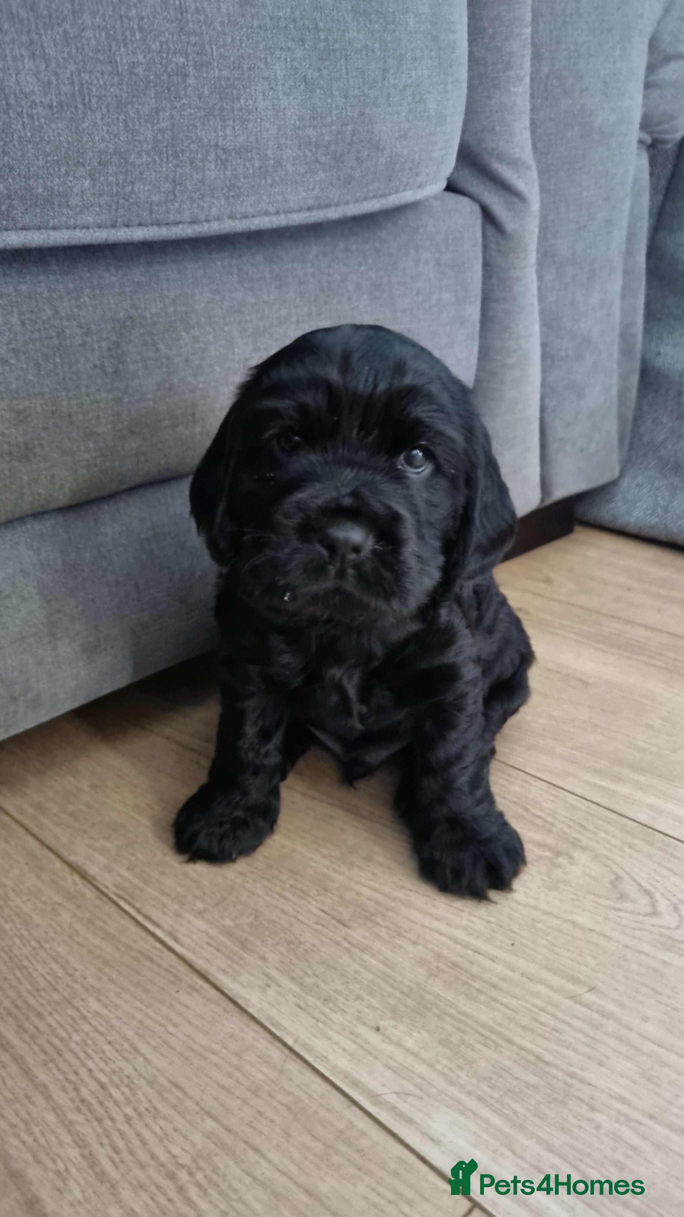 Cocker Spaniel Puppy 1 - Black Boy