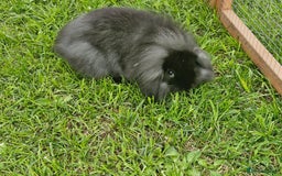 Lionhead rabbits for sale: 4 bunnies 8 weeks old looking for new homes - Image 1