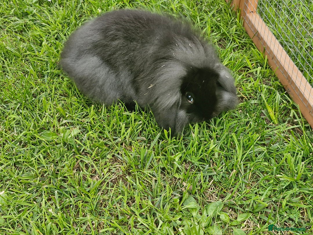 Lionhead rabbits for sale: 4 bunnies 8 weeks old looking for new homes - Image 1