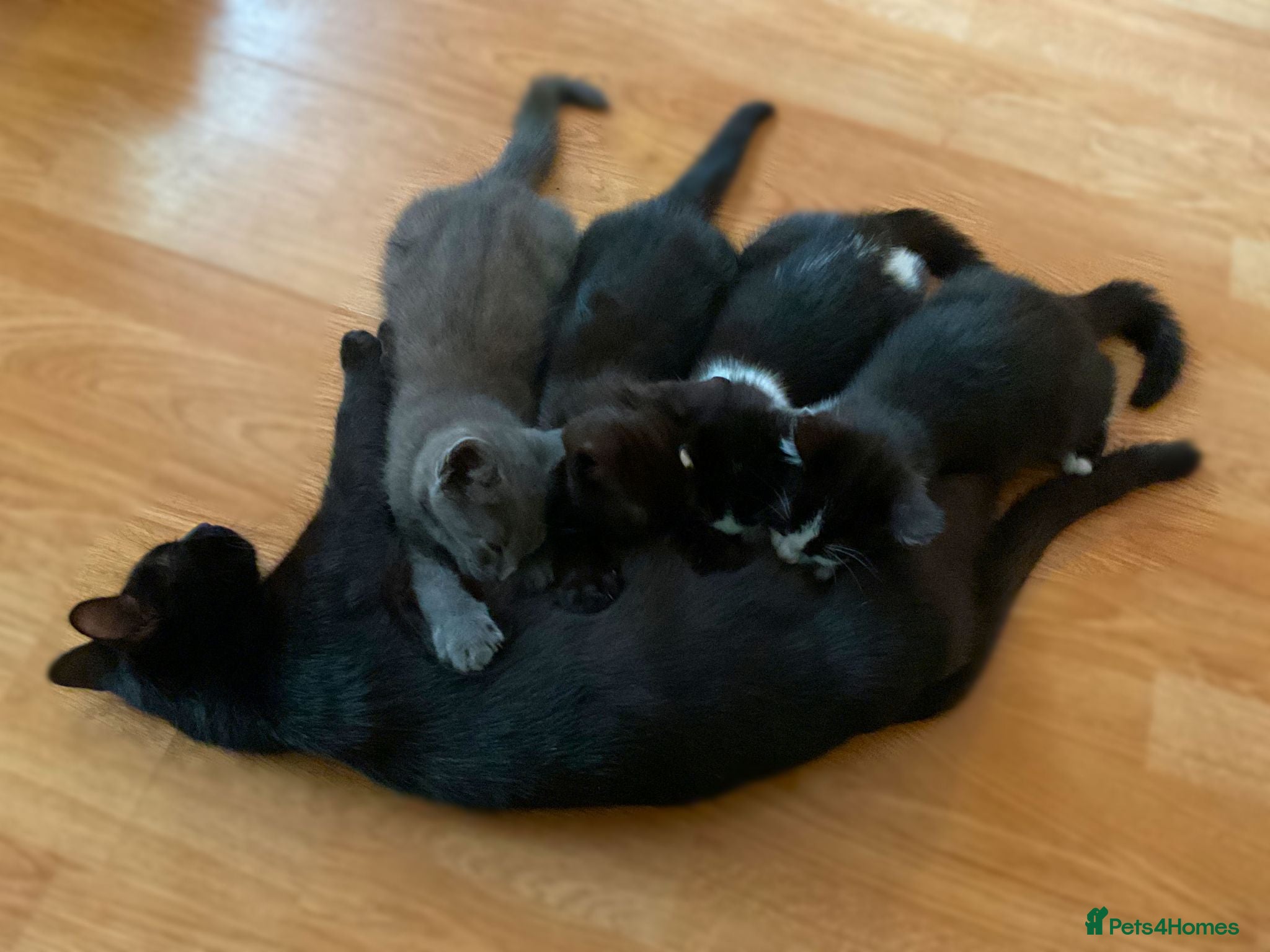 Mixed Breed cats Kittens for Sale. Ready Now for Loving Homes - Advert 1