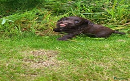 Cocker Spaniel dogs for sale: FTCH, KC REG working cocker pups - Image 11