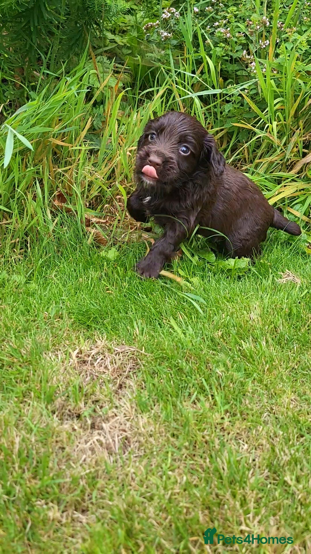 Cocker Spaniel dogs for sale: FTCH, KC REG working cocker pups - Image 11