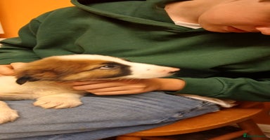 Border Collie dogs - Advert 10