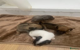 Jack Russell dogs for sale: Four Jack Russell puppies merle - Image 9