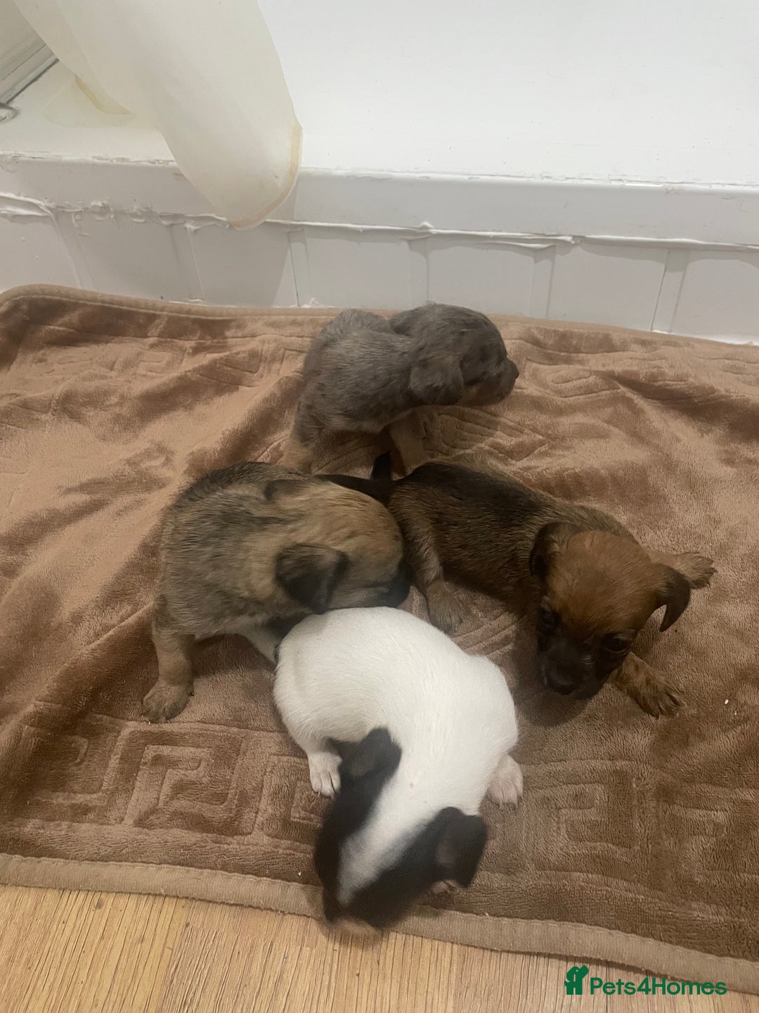 Jack Russell dogs for sale: Four Jack Russell puppies merle - Image 9