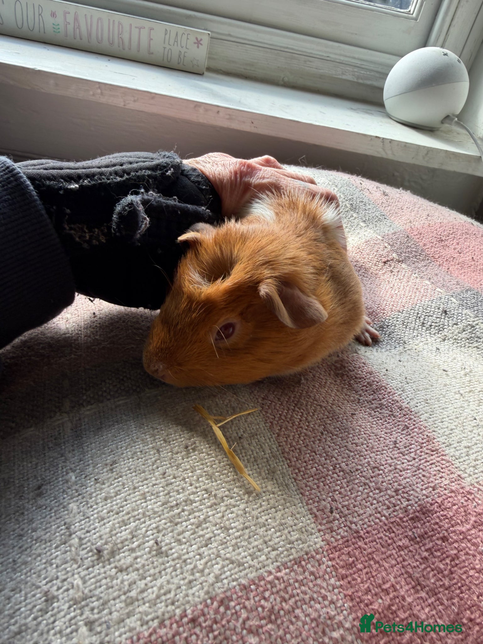 Guinea Pig rodents Sow piggies teddy x and sheltie x - Advert 1