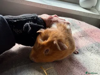 Guinea Pig rodents Sow piggies teddy x and sheltie x - Advert 1