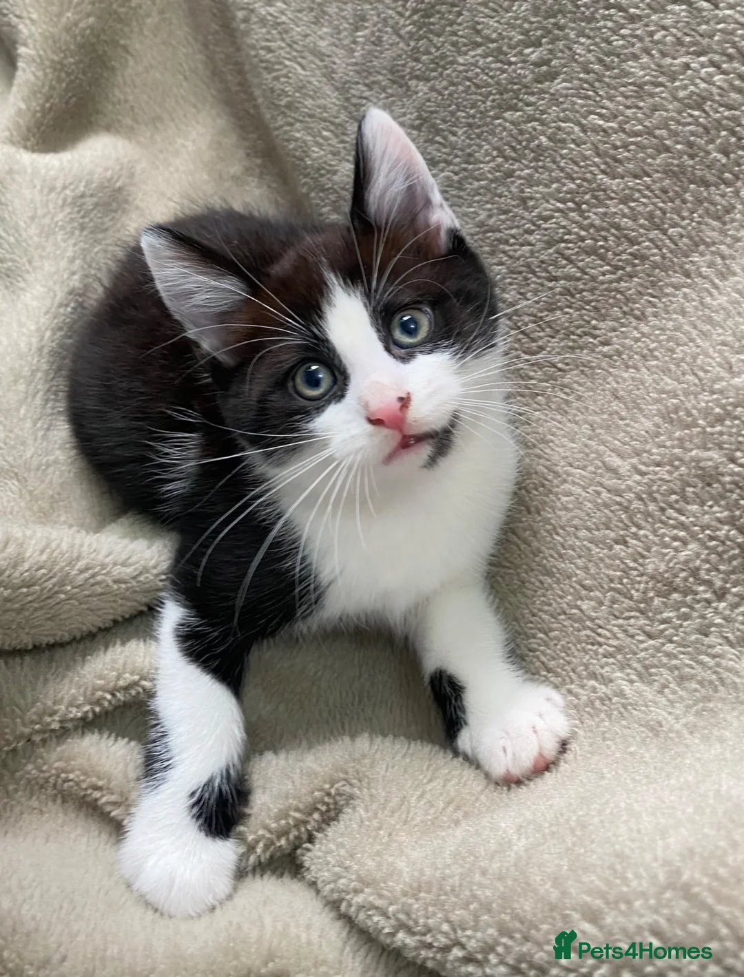 Mixed Breed cats for sale: Mixed breed Russian Blue tabby  - Advert 2