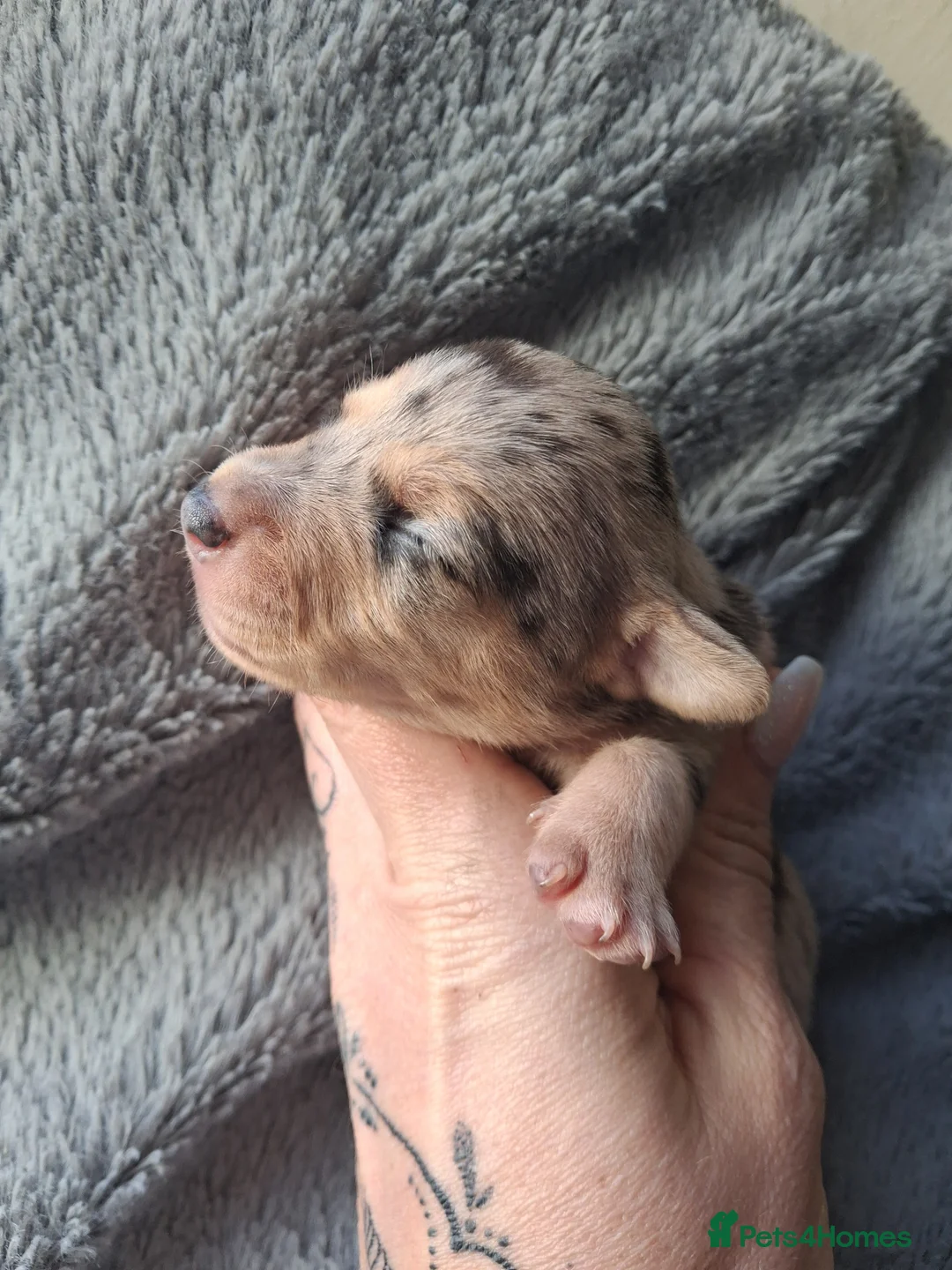 Jack Russell dogs for sale: Stricking Jack Russell pups in Keith - Advert 1