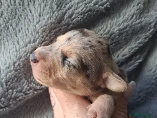 Jack Russell dogs Stricking Jack Russell pups - Advert 14