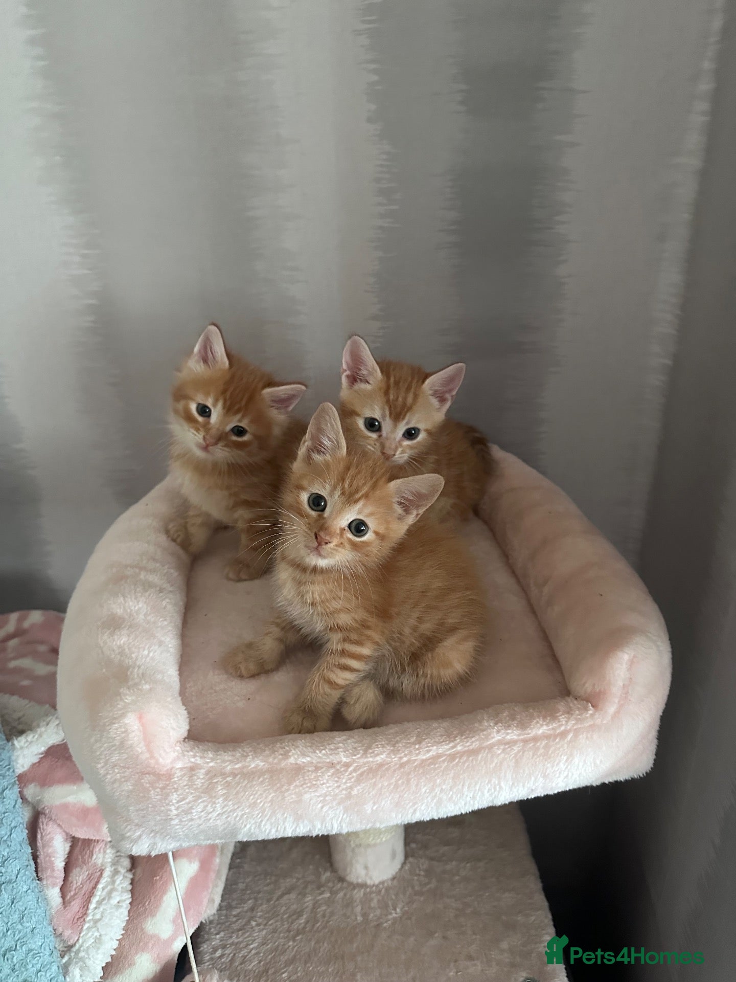 Mixed Breed cats 3 boy kittens  - Advert 1
