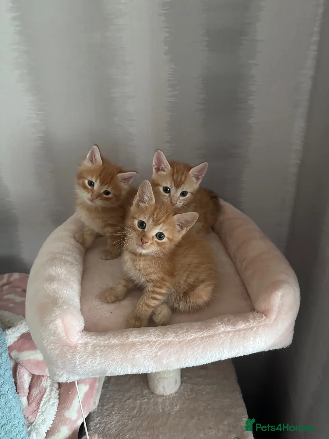 Mixed Breed cats for sale: 3 boy kittens  in Peterlee - Advert 1