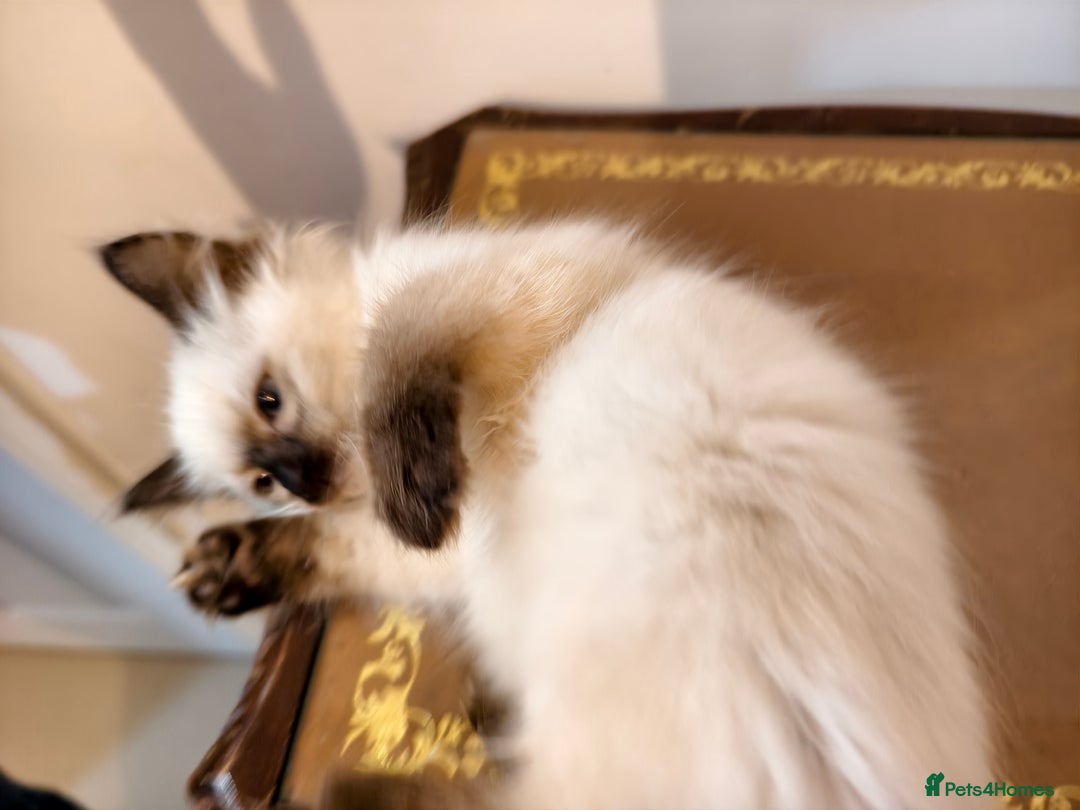 Ragdoll cats for sale: Beautiful Ragdoll Kittens Ready for Sale! - Advert 5
