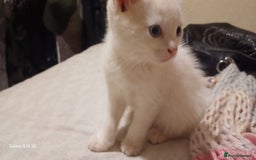 Mixed Breed cats for sale: Pure White brother and sister  - Image 6