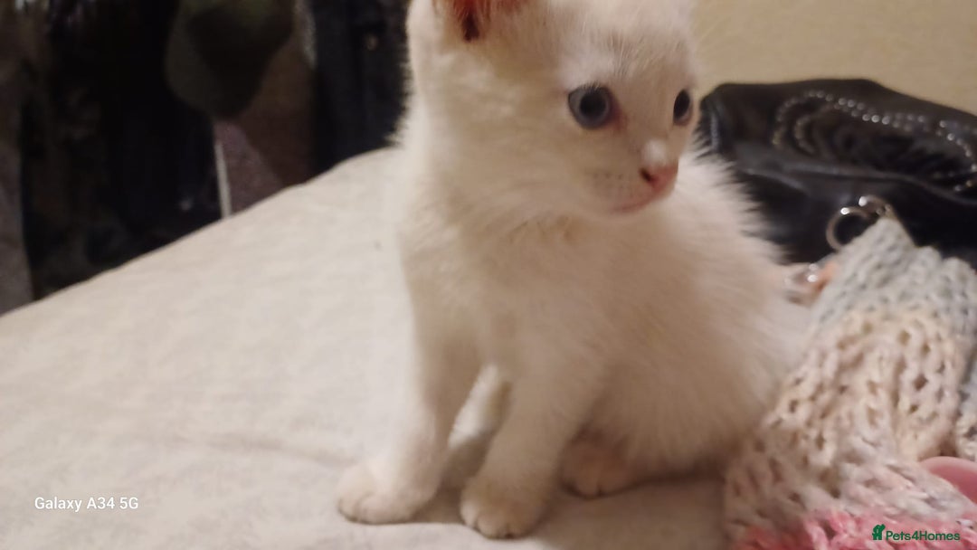 Mixed Breed cats for sale: Pure White brother and sister  - Image 6