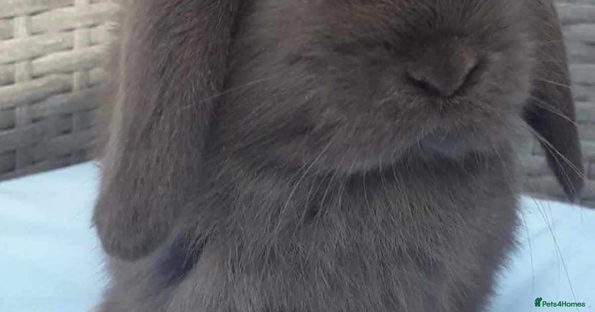 Rabbits for Sale for sale in Yeovil, Somerset | Pets4Homes