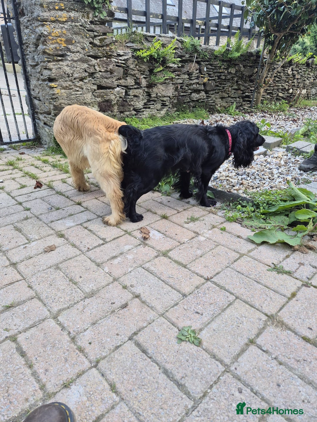 Cocker Spaniel dogs for sale: Superb Quality Royal KC Cocker Spaniel Puppies - Advert 24