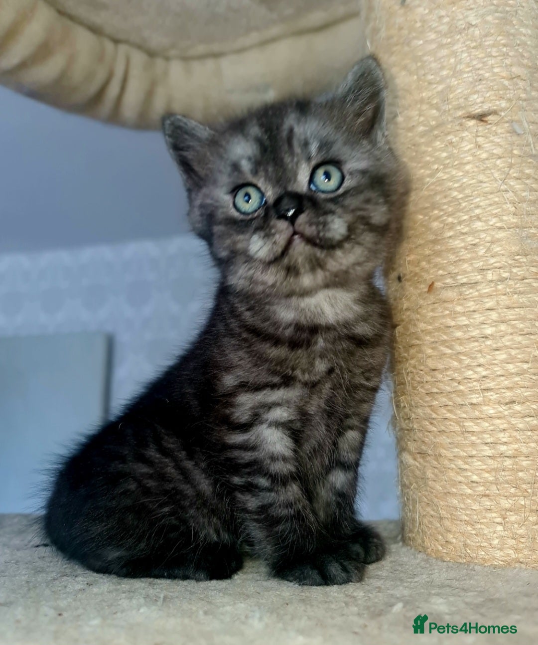 Scottish Fold cats for sale: TICA registered females 😸😽🐱 - Image 9