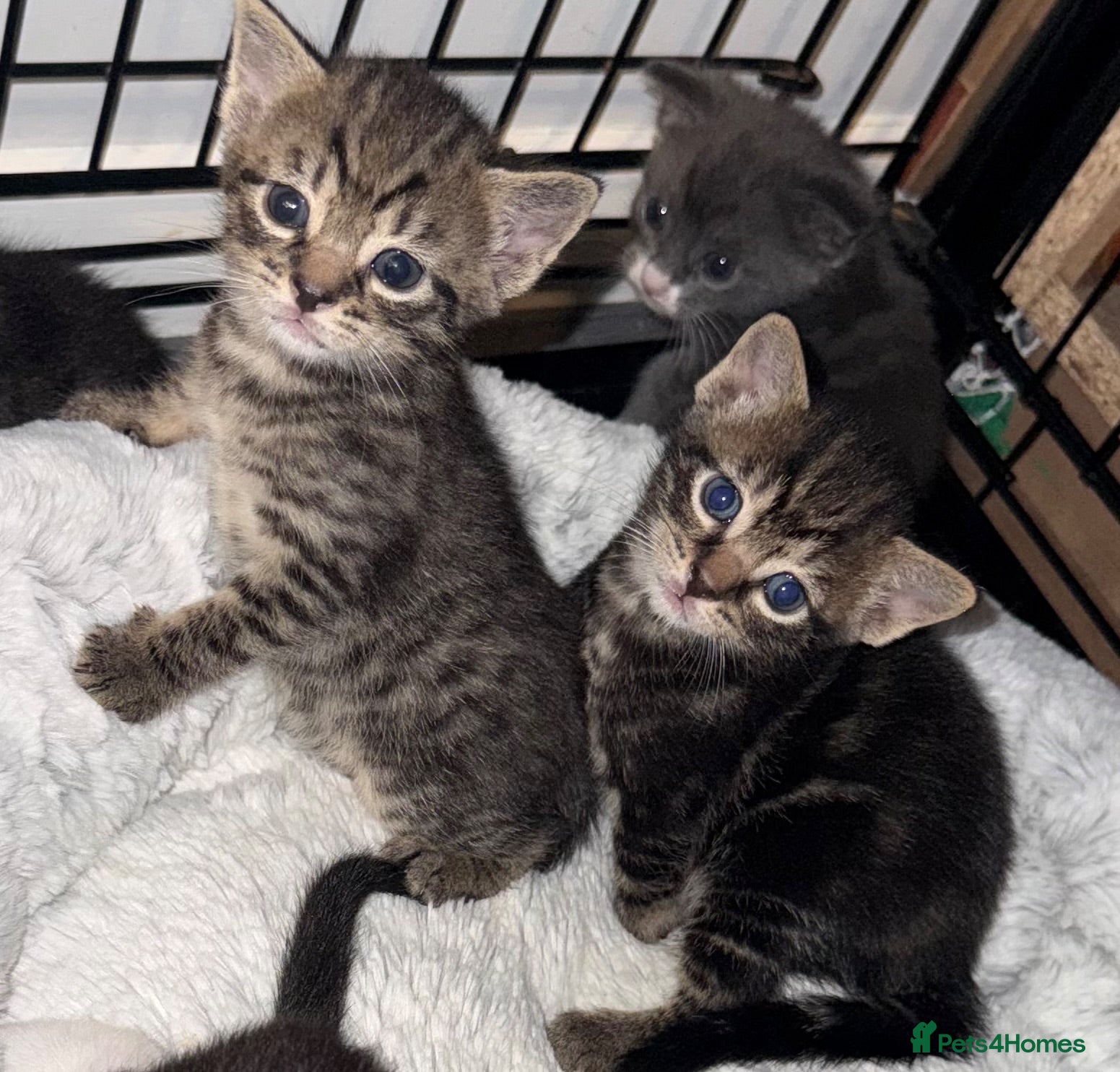 Mixed Breed cats Gorgeous mixed kittens looking for their new home - Advert 4