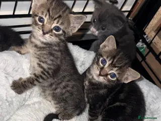 Mixed Breed cats Gorgeous mixed kittens looking for their new home - Advert 4