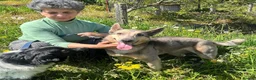 Mixed Breed dogs for adoption: Bimba in Birkenhead - Advert 6