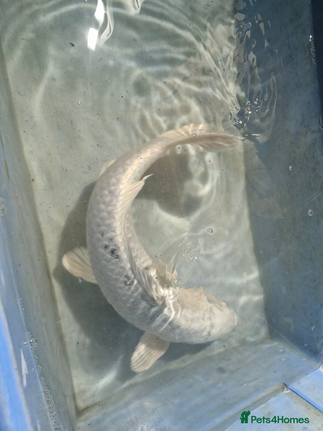 Koi Carp fish for sale: Koi carp various sizes - Advert 13