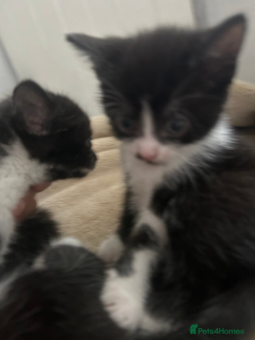 Mixed Breed cats for sale: Beautiful marking very fluffy  - Image 21