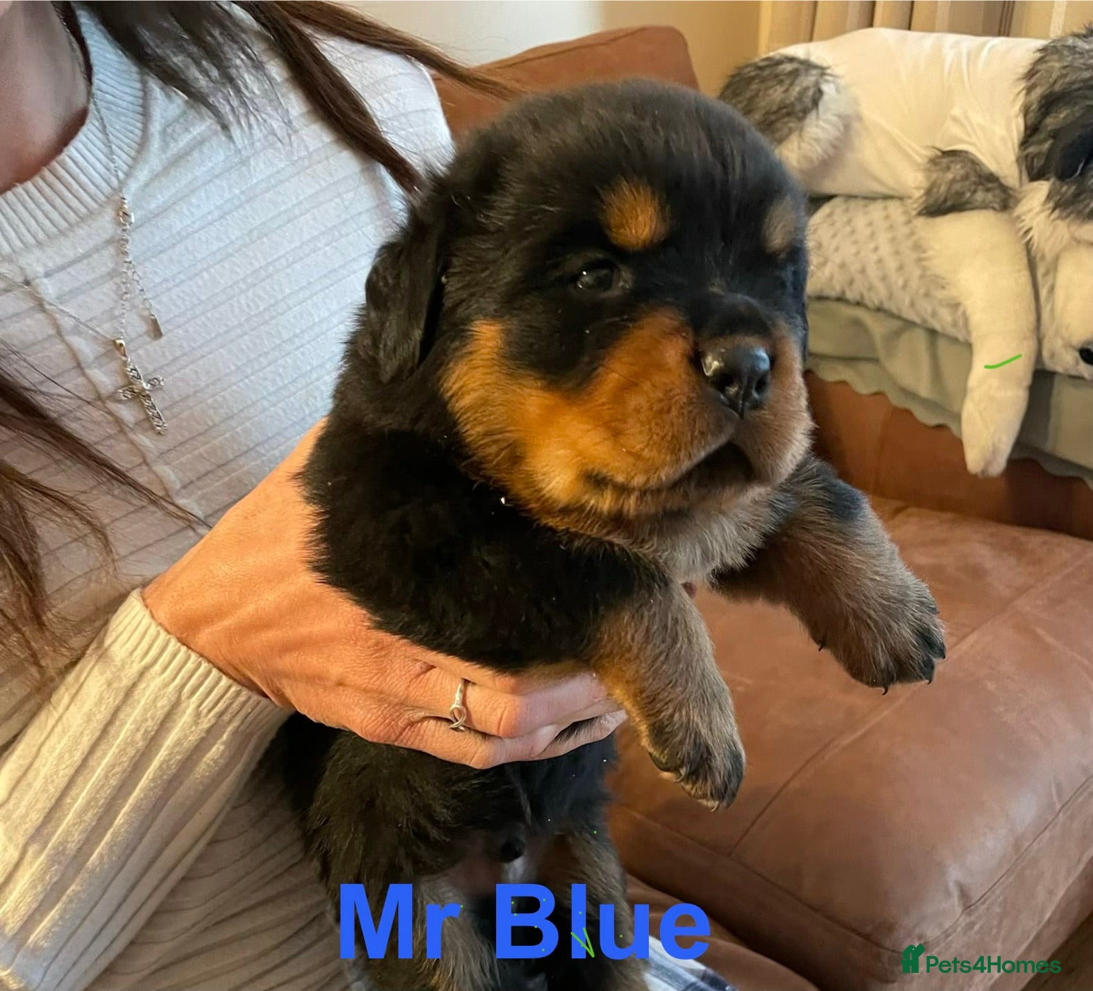 Rottweiler dogs KC Registered Rottweiler Puppies - Advert 2