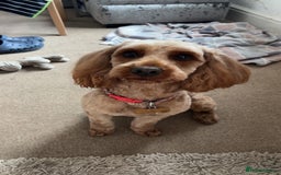 Cockapoo dogs for sale: F2 cockapoos 💖 - Image 7