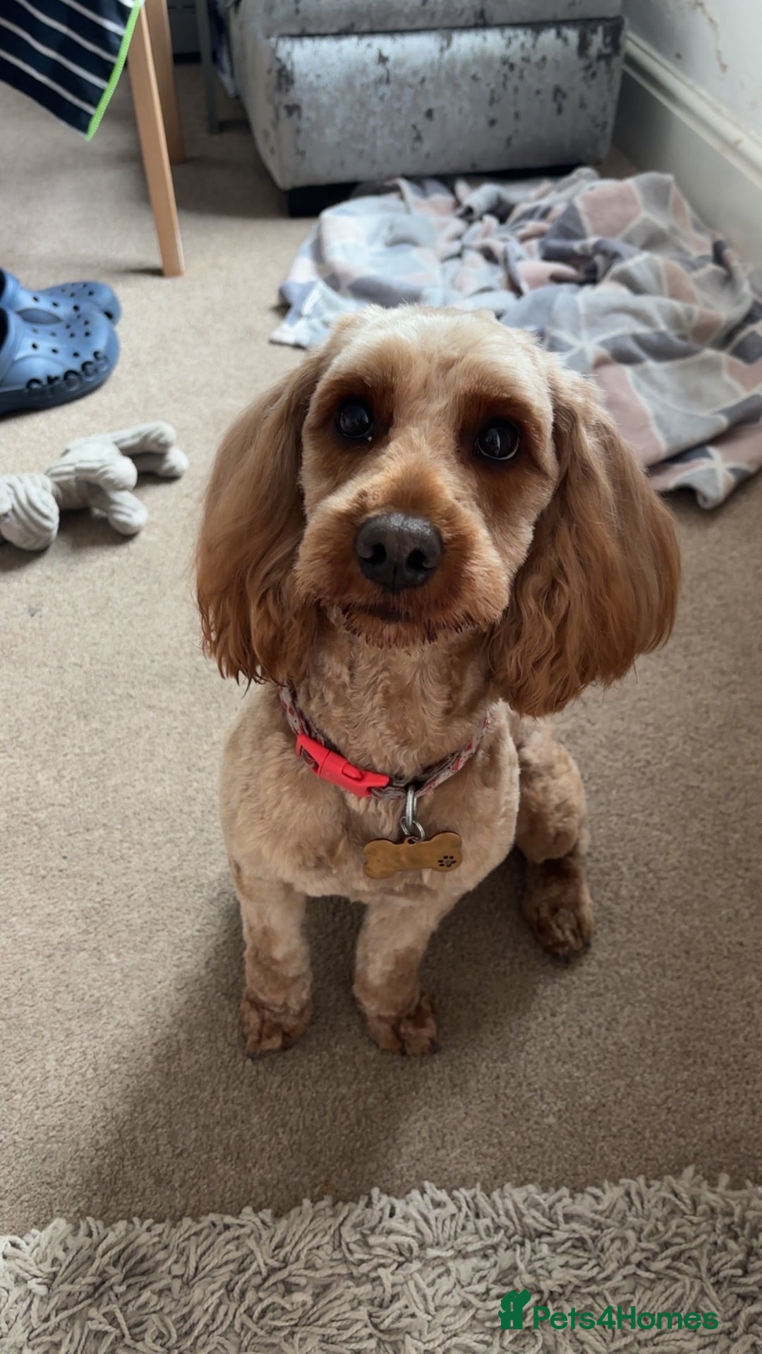 Cockapoo dogs for sale: F2 cockapoos 💖 - Image 7