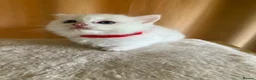 Ragdoll cats for sale: Beautiful full ragdoll kittens  - Advert 8