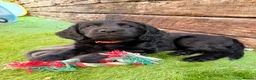 Cockerdor dogs for sale: Cockerdor girl - last one! Stunning fluffy, chunky - Advert 3