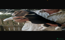 Beagle dogs for sale: Adorable Puppies- KC Reg  - Image 1