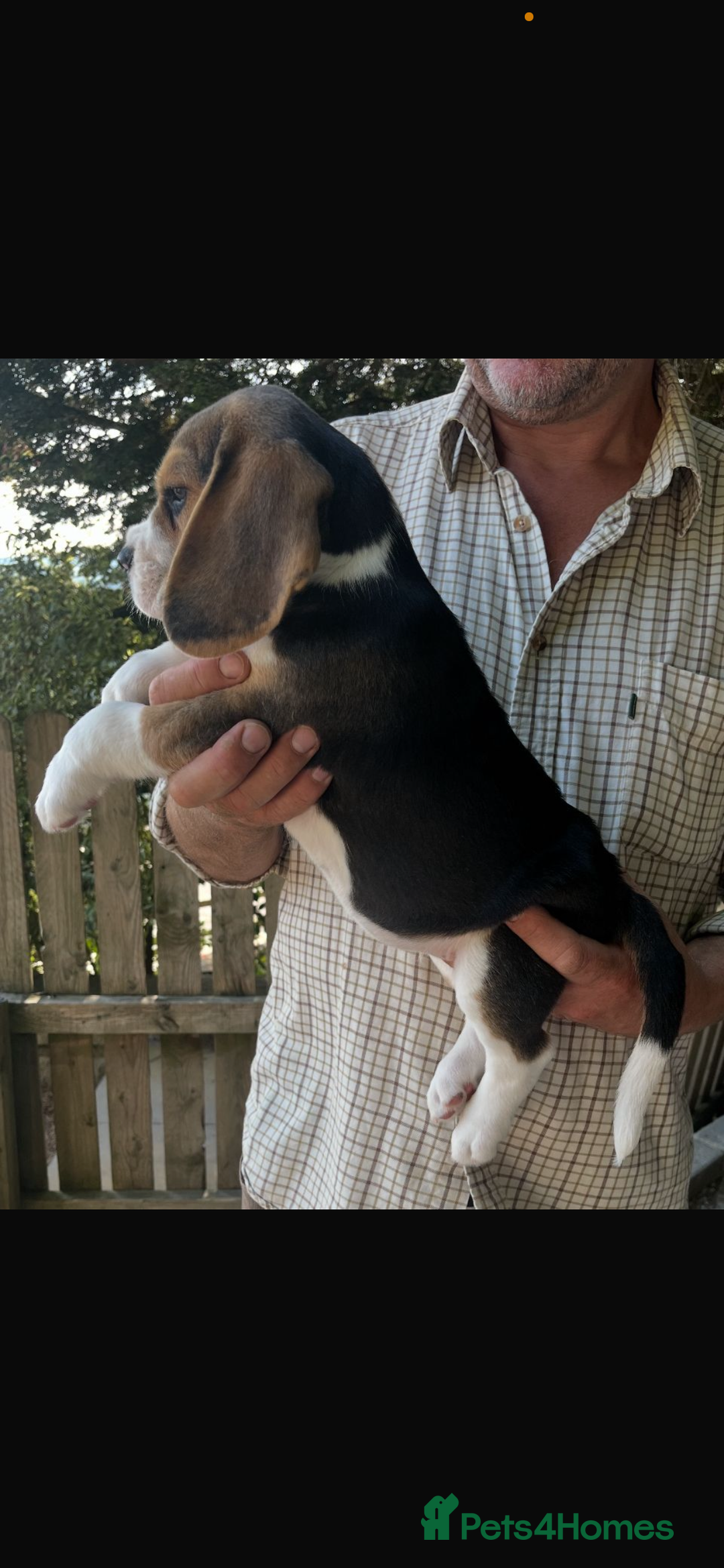Beagle dogs for sale: Adorable Puppies- KC Reg  - Image 1