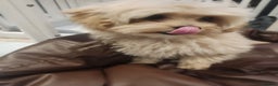 Maltipoo dogs for sale: Maltipoo F1, KC Parents Extensively DNA Clear - Advert 3